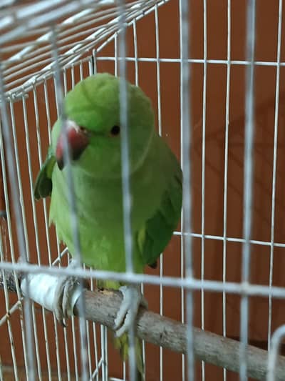green parrot for sale