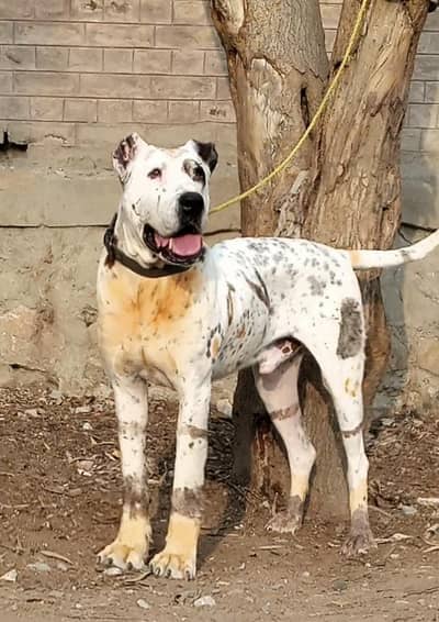 bully Golden mail for sale