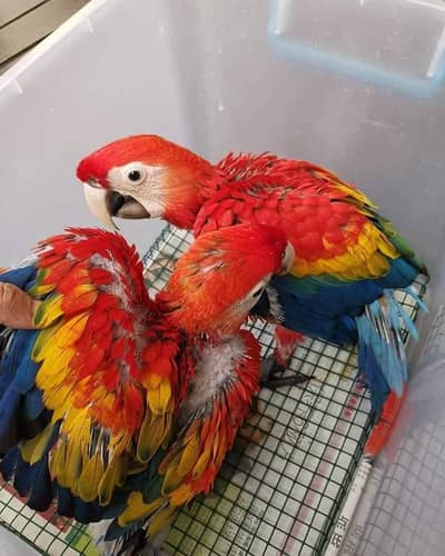 red macaw parrot for sale contact me what's up 03292338351