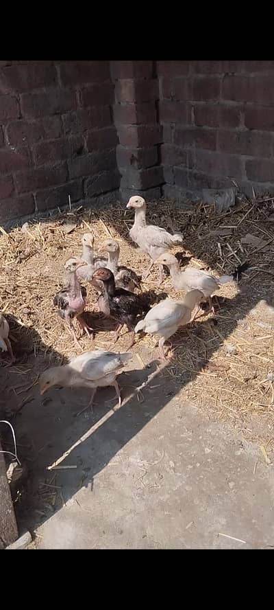 White heera Aseel chick's
