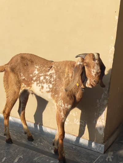 Beetal Makkhi Cheeni