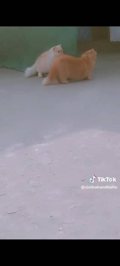 persien Cat pair