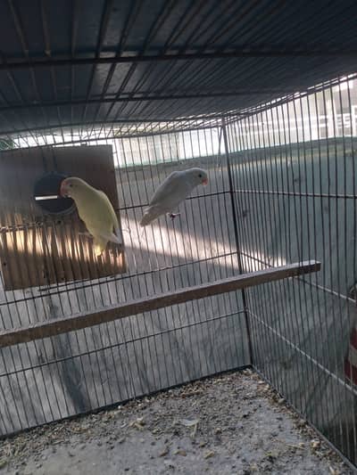 pair Blue Fishry with 4 chicks.