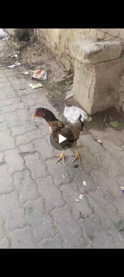 exchange possible and for sale hai