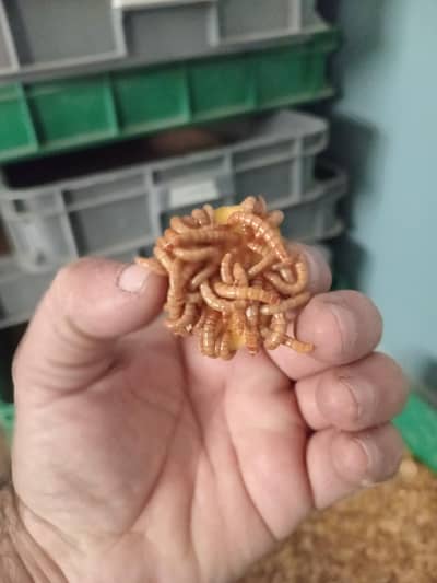 Fresh Mealworms for Poultry, Birds & Fish | Karachi