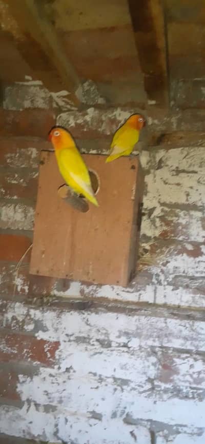 lutino persnata breader pair .   03081250912