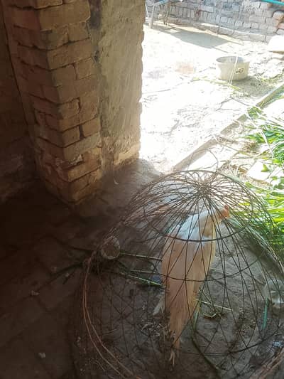 Whatsapp 03498911535