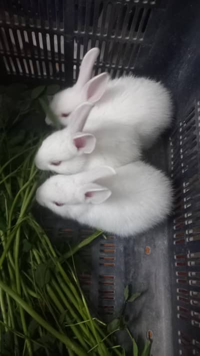 rabbits baby