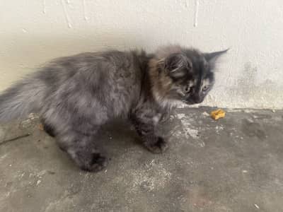 Black persian cat kitten