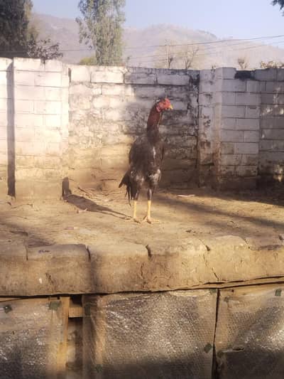 bhut ahchi nasal ka phtha ha,