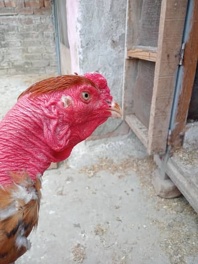 Aseel Gainja barder pair