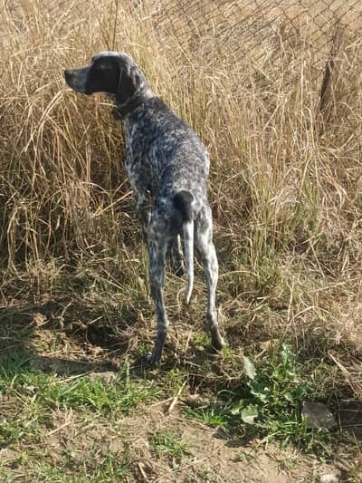 pointer breeder female only for exchange