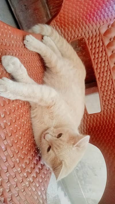 British cats in light brown colour ha 6 month