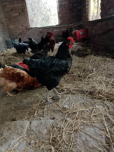 Lohman black egg laying hens