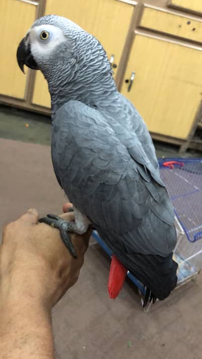 Gray parrote mal fml ka Ida nahi fml ho ya mal no idea 0321/87/18687