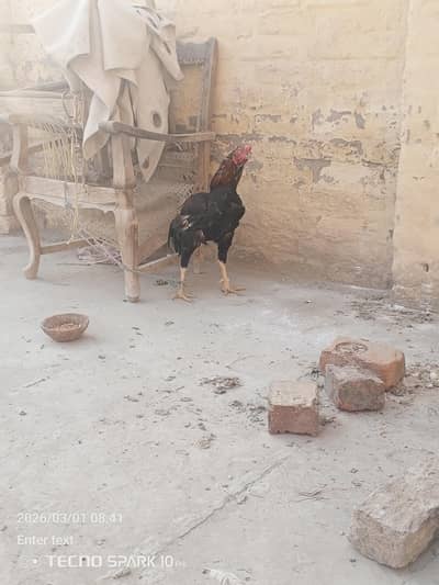 aseel murga for sale breeder