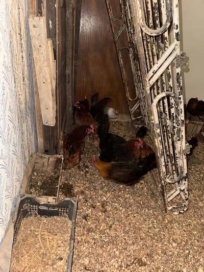 Golden Misri Desi murgi egg laying