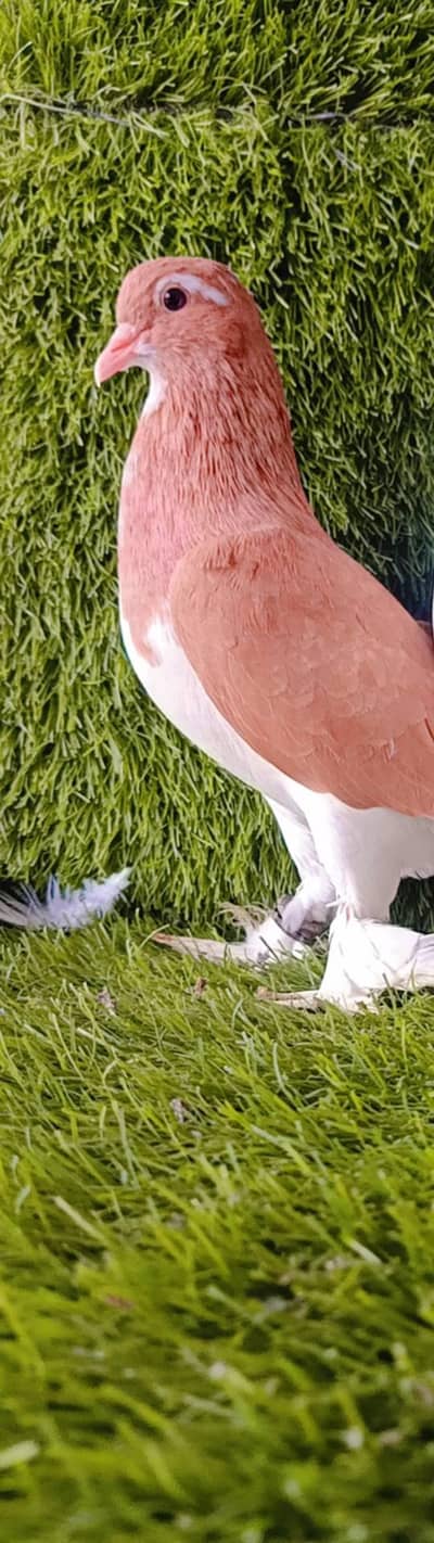 Sherazi breder  male For sale