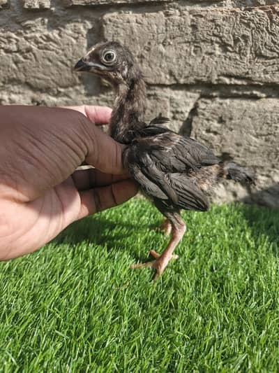 Shamo X Aseel chicks