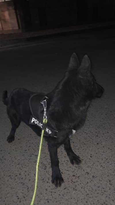 6 months Black Belgian Shepherd