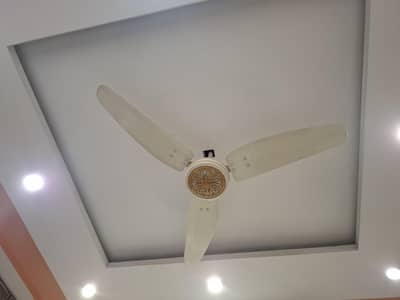 Royal ceiling fan