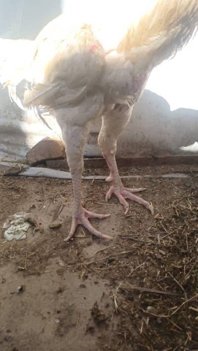 parrot beak aseel,  white color, white eyes, white beak