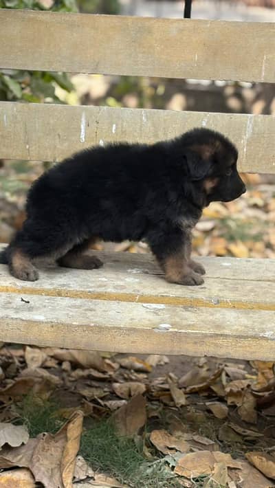 german shepherd long coat pedigre