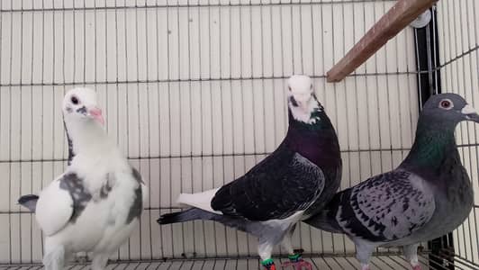 Top Quality R,a,c,e,r  Pair