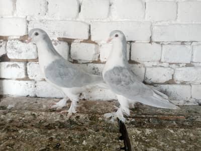 Silver Lahori Sherazi pigeon Fancy Kabootar Pair