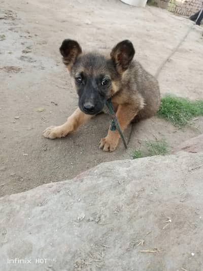 germen shepherd cross