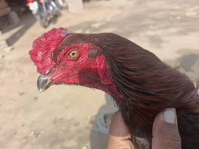 black redpure  Thai 1 year patha 3.2kg