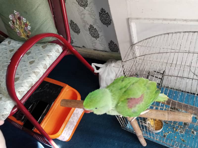 Raw chick and sun conure available. . . . 3