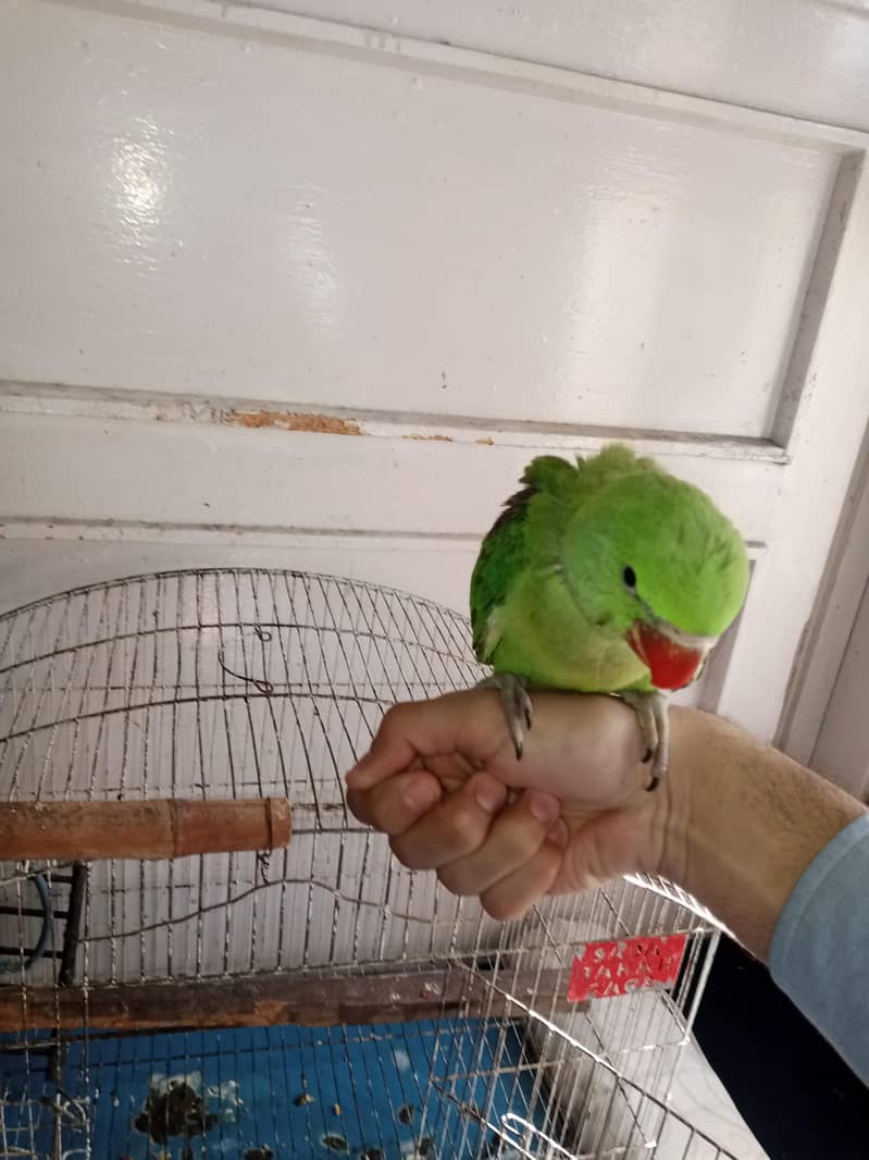 Raw chick and sun conure available. . . . 4