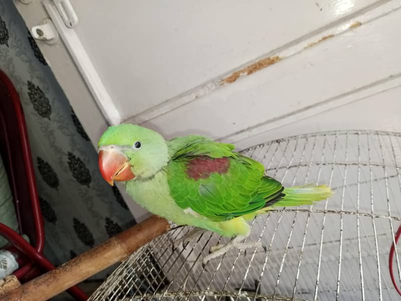 Raw chick and sun conure available. . . . 5