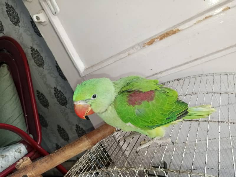 Raw chick and sun conure available. . . . 2