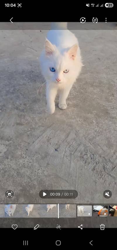 Urgent Persian female cat for sale