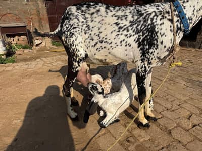 goat for sale two female kids