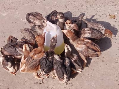 Aseel Thai cros chiks