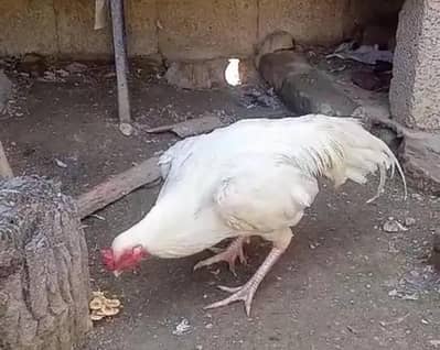 *Pure cheena Aseel | golden buff hen chicks /white paper aseel heera *