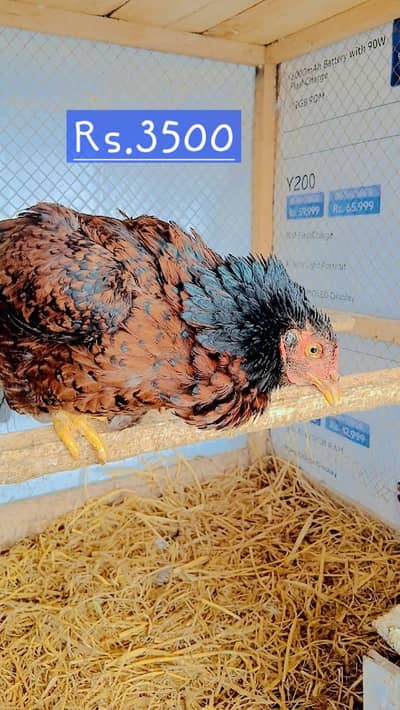 Aseel murgia and Desi murga