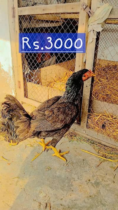 Aseel murgia and Desi murga