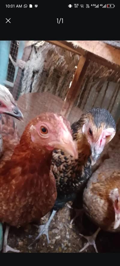 5 egg laying hens for sale