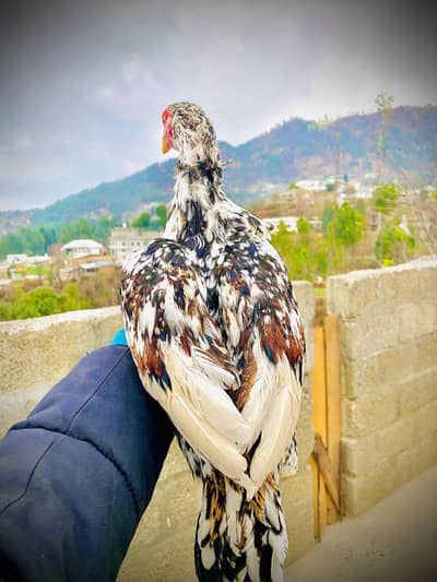 aseel china  murzhy h