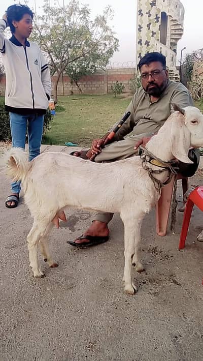 Bakri ke Sath do Bache