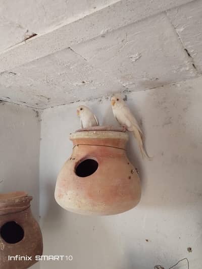 white red eyes Australian bridal Juda