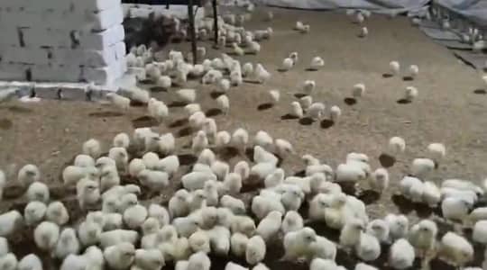 white layer novagen breed