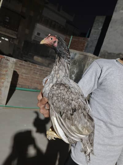 Aseel hen for sale Beautiful and healthy