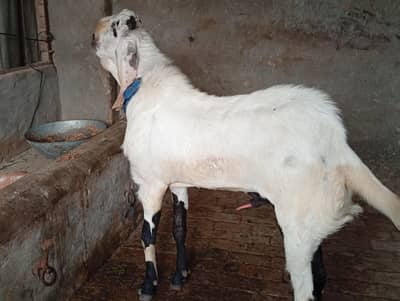 Pure Lalpuri Male and Pure Rajenpuri Female Pair