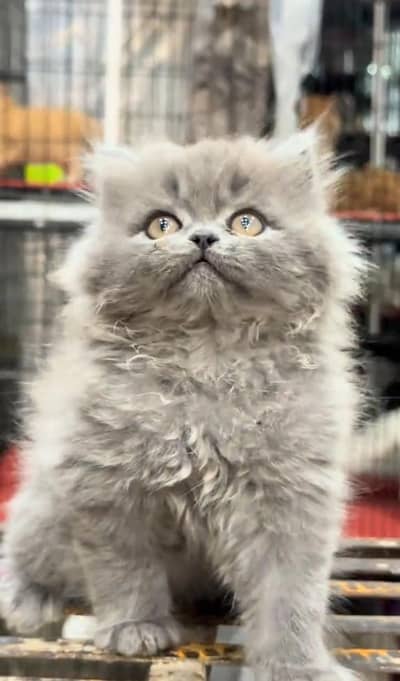 Persian Cats & Kittens for Sale may WhatsApp 03126762031