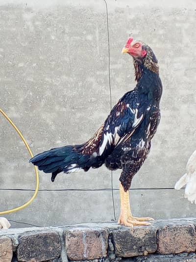 Aseel murga 03015594460